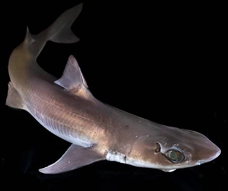 Squalus blainville