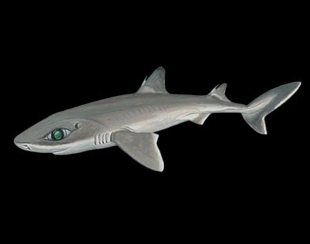Squalus boretzi