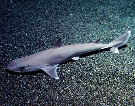 Squalus brevirostris