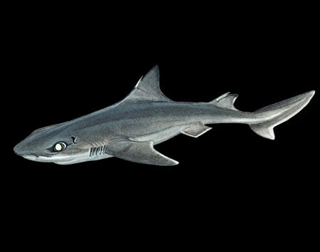 Squalus bucephalus
