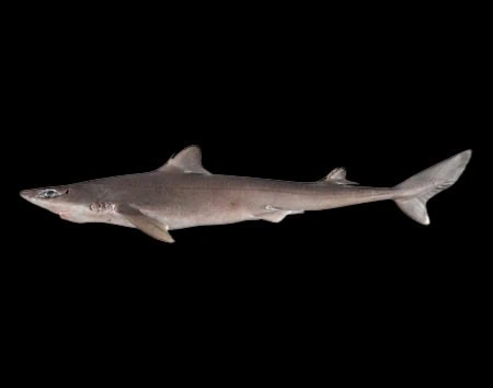 Squalus chloroculus