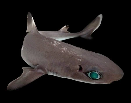 Squalus clarkae