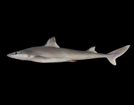 Squalus crassispinus