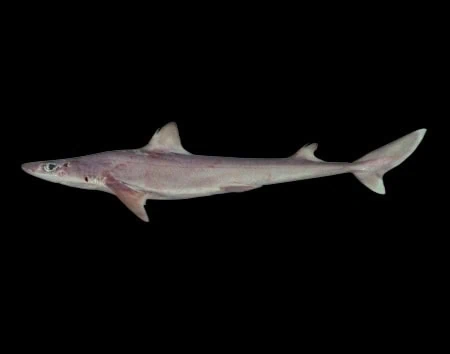 Squalus edmundsi