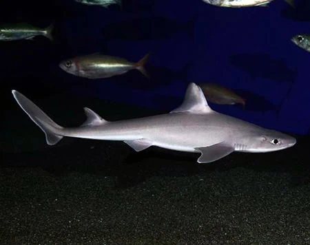 Squalus formosus