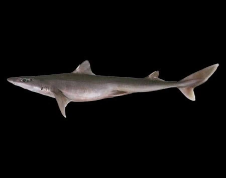 Squalus grahami