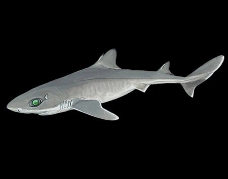 Squalus hawaiiensis