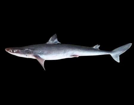 Squalus hemipinnis