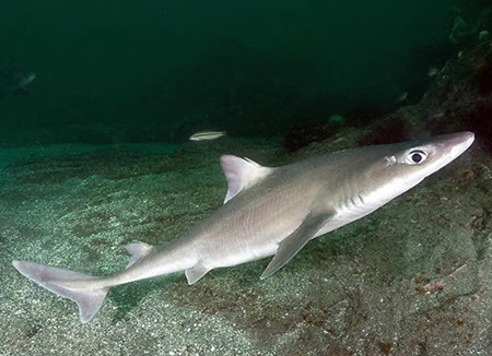 Squalus japonicus