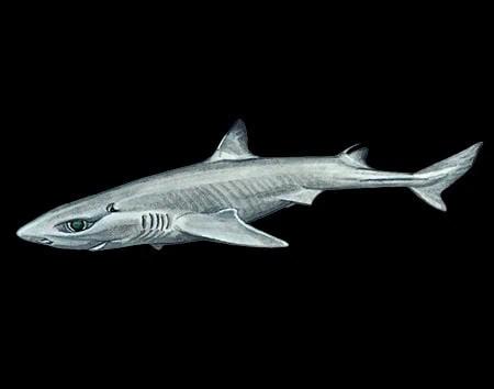 Squalus lalannei