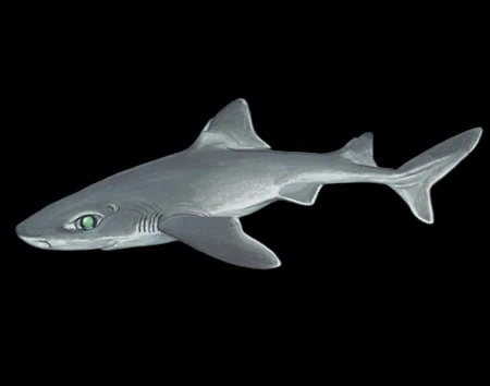 Squalus lobularis