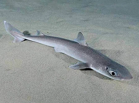 Squalus megalops