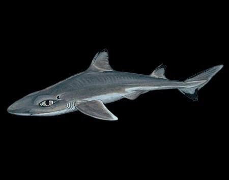Squalus melanurus