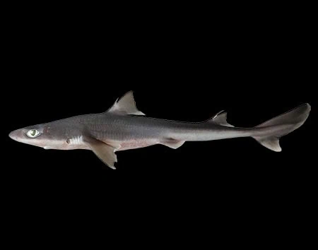 Squalus mitsukurii