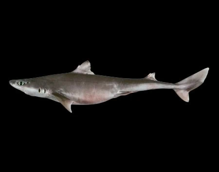 Squalus montalbani