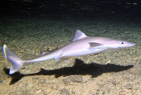 Squalus nasutus