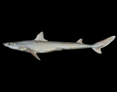 Squalus notocaudatus