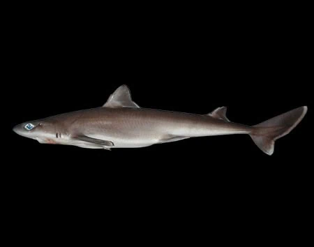 Squalus raoulensis