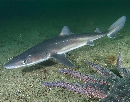 Squalus suckleyi