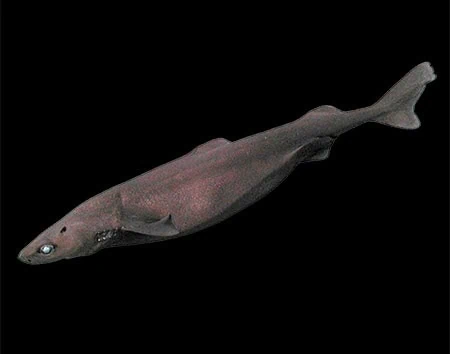 Zameus squamulosus