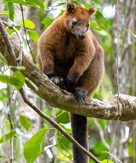 Dendrolagus bennettianus