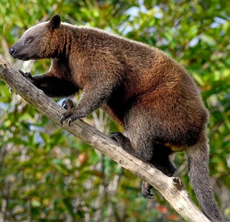Dendrolagus dorianus