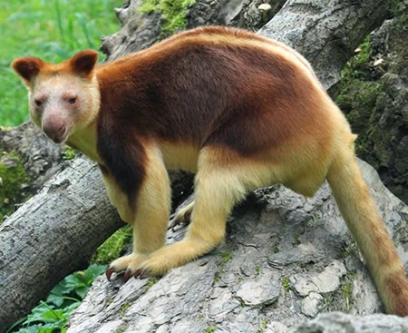 Dendrolagus goodfellowi