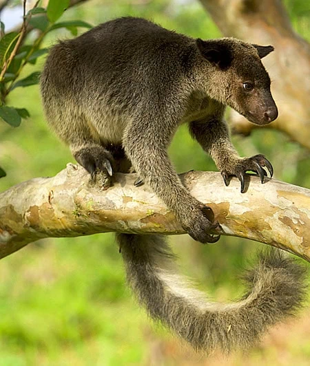 Dendrolagus inustus