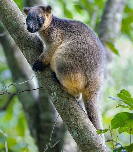 Dendrolagus lumholtzi