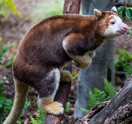 Dendrolagus matschiei