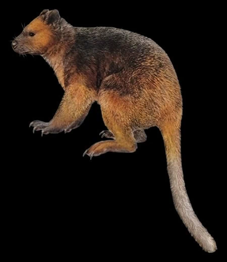 Dendrolagus mayri