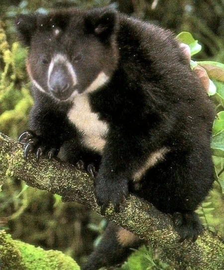 Dendrolagus mbaiso