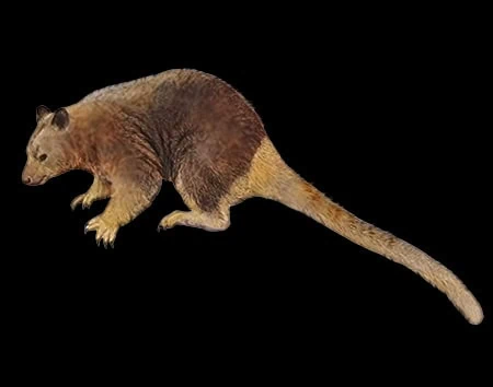 Dendrolagus notatus