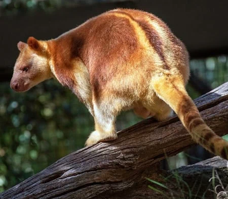 Dendrolagus pulcherrimus