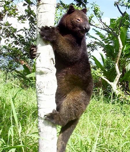 Dendrolagus scottae