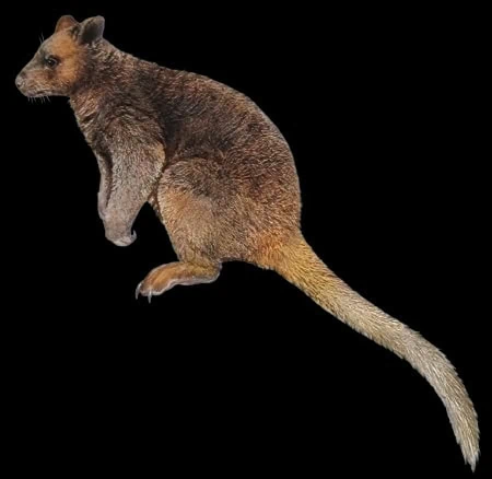 Dendrolagus stellarum