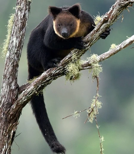 Kangaroos, Wallabies and Allies