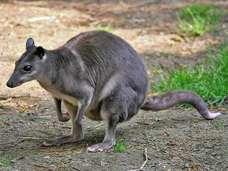 Dorcopsis muelleri