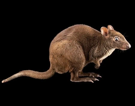 Dorcopsulus macleayi