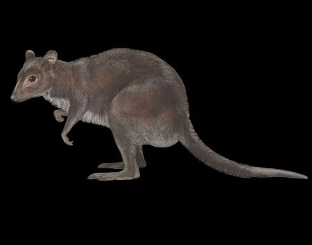 Dorcopsulus vanheurni