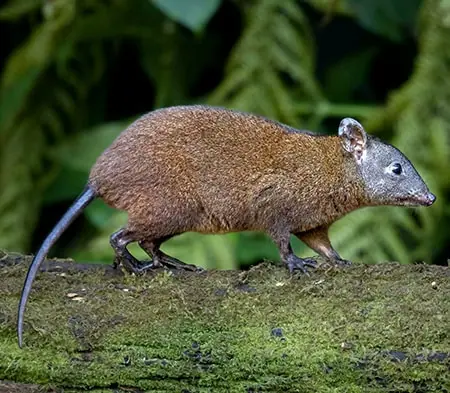 Rat-Kangaroos