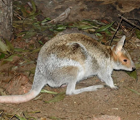 Lagorchestes conspicillatus