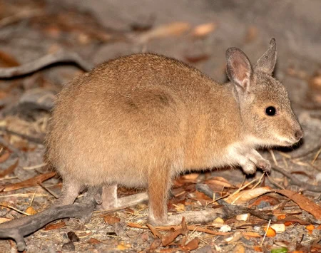 Lagorchestes hirsutus