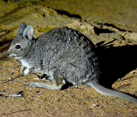 Lagostrophus fasciatus