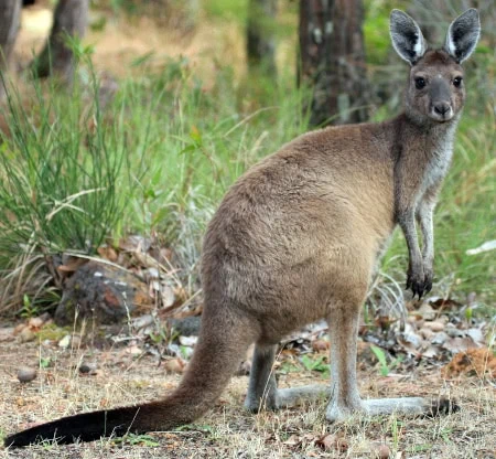 Macropus fuliginosus