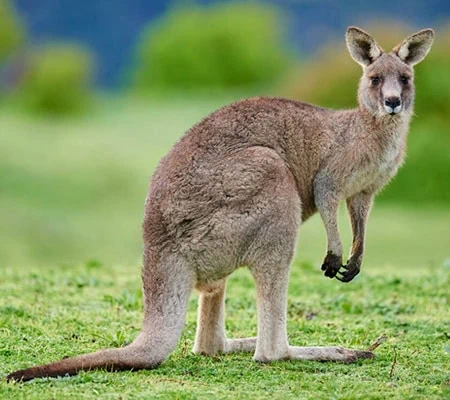 Macropus giganteus