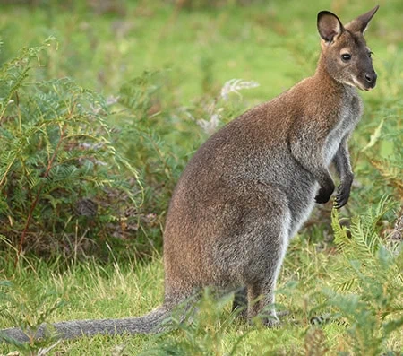 Notamacropus rufogriseus