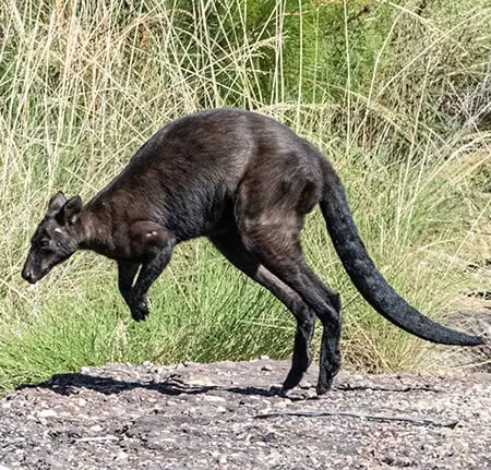 Osphranter bernardus