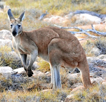 Osphranter robustus