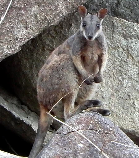 Petrogale coenensis
